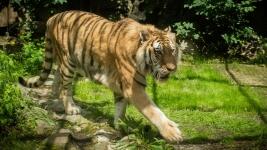 Samec tygra ussurijského v jednom z venkovních výběhů